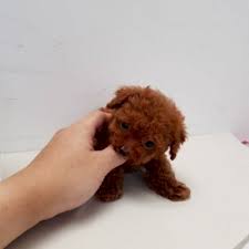 poodle toy bayamon pr perros en venta