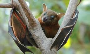Central team raises doubts about bats' role in spreading Nipah virus