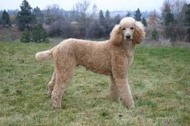 how much does a poodle cost 2023