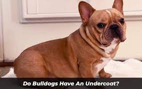 Do Bulldogs Have An Undercoat Here Are