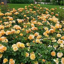 brighter blooms roses flower carpet