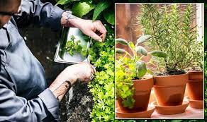 Grow And Look After A Herb Garden