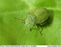 green shield bugs palomena prasina