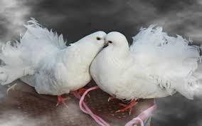 birds kissing white doves widescreen