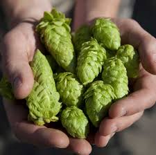 Hop Substitutions American Homebrewers Association