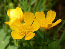 Ranunculus repens