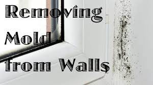 clean mold on painted walls and ceiling
