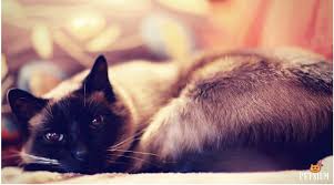 They must be affectionate to the siamese and make time to play. All About Siamese Cat Breed Petsium