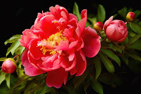 hd wallpapers of peonies background