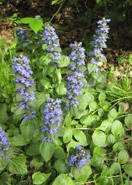 ajuga plant growing care guide for
