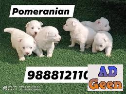 pomeranian puppy toy culture pom puppy