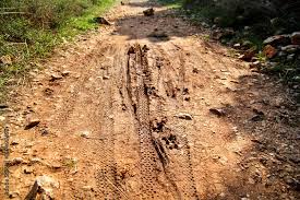 bike tire tracks on muddy trail royalty