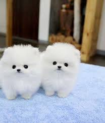 Pug puppies, bulldog puppies, labrador puppies, and more, th. 40 Very Cute Pomeranian Puppy Pictures And Photos