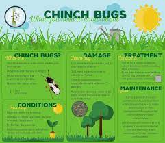southern chinch bugs how to get rid