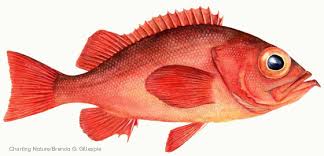 What is red fish used for?