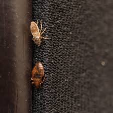 how to get rid of bed bugs mother