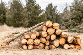 Is White Pine Good Firewood Should