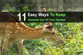 Keep Animals Out Of Your Garden