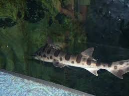 aquarium pyramid shark tank picture