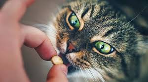 Maybe you would like to learn more about one of these? The Best Over The Counter Cat Dewormer 5 Products To Cure Your Kitty Cat Reviews