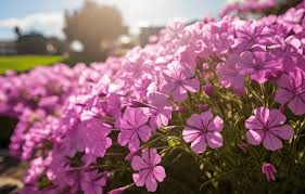how to grow and care for creeping phlox