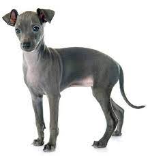 Many states have local, nonprofit rescue organizations for this breed as well. Italian Greyhound Everything You Need To Know