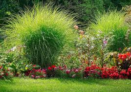 Gräser bringen eine ganz besondere atmosphäre in den garten. Graser Pflanzen Den Garten Mit Ziergrasern Gestalten