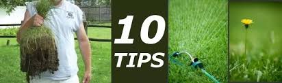 ten tips for a great organic lawn