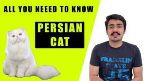 To find out other basic cat questions. Persian Cat India Persian Cat Baby Kitten Price In India How To Take Care Of Persian Cat Youtube