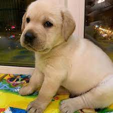 Puppies is a female english golden retriever puppy for sale born on 2/10/2021, located near. Cute Labrador Retriever Puppies For Sale Lab Puppies Puppies Near Me Labrador Puppy