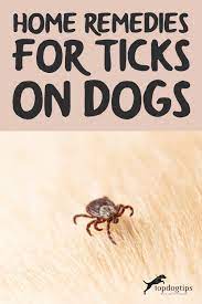 home remes for ticks on dogs