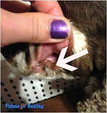 lip fold dermais in dogs
