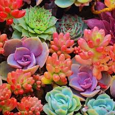 A Guide To Succulent Plant Care
