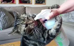 Maybe you would like to learn more about one of these? Joey The Cat Eagerly Drinks Water From A Spray Bottle Daily Mail Online