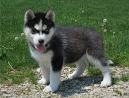 The siberian husky is a beautiful dog breed with a thick coat that comes in a multitude of colors and markings. Adopt Siberian Husky Puppies Sacramento For Sale Sacramento Pets Dogs