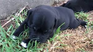 The staffordshire bull terrier is a descendant of the bull and terrier crosses made in great britain in the late 1700's. Blue Black Brindle Staffy Puppies Youtube