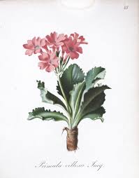 Primula villosa Wulfen - Encyclopedia of Life