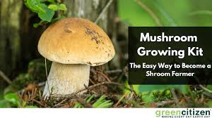 mushroom growing kit the easy way to