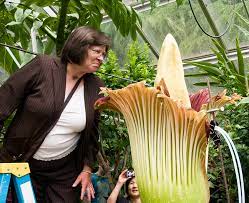 The corpse flower is a horrible ambulatory plant that scavenges the remains of the dead and occasionally belches one of them back out as a zombie. Corpse Flower Blooms Overnight Wednesday Uw News