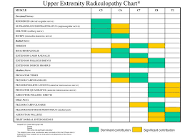 Ppt Upper Extremity Radiculopathy Chart Powerpoint
