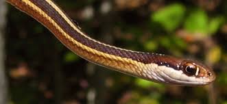 One species of garter snake can get up to 160 cm long. Eastern Ribbonsnake Vermont Fish Wildlife Department