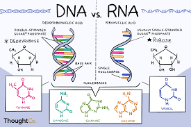 the differences between dna and rna