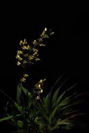 yellow flower on black background