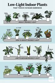 25 Low Light Indoor Plants That Thrive