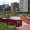 Green Roof in Toronto
