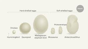 An amniote egg is an egg which has an amniotic sac in which the animal takes place. Hard Evidence From Soft Fossil Eggs