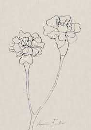 Today i will be drawing marigold it's a very easy drawing tutoriali hope you enjoy this video_____name: Marigold Flowers Drawing By Anna Farba Botanical Illustration Studio Flower Drawing Pencil Drawings Of Flowers Flower Line Drawings