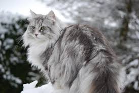 Norwegian forest cats are friendly, social and independent. The Norwegian Forest Cat Cute The Social Network For Cats Kittens