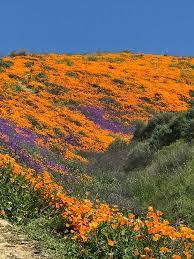 Lake elsinore is a beautiful city in riverside county in southern california. Desert Wildflower Reports For Southern California By Desertusa