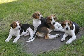 They are stouter and slower than their cousin, the american foxhound. Qj E1wzkwr8akm